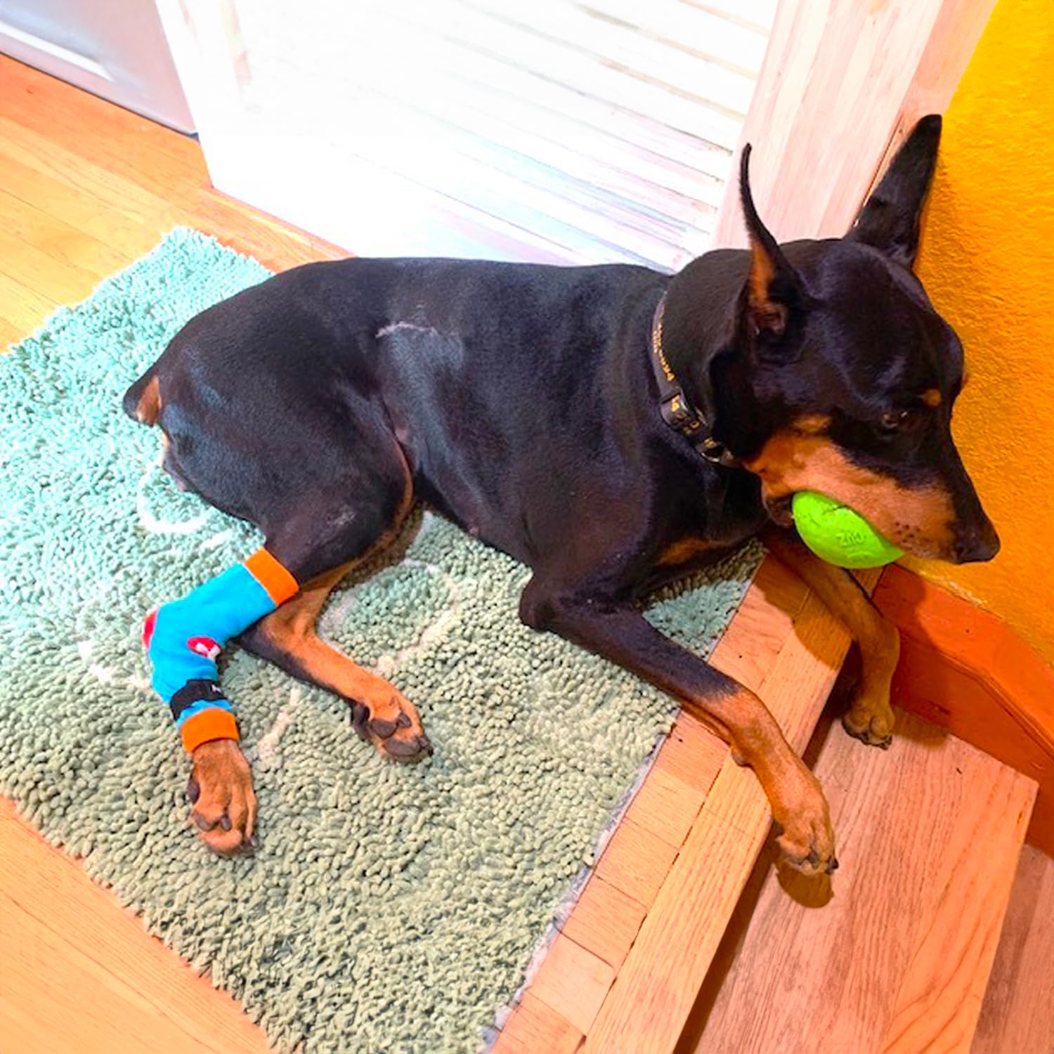 PawFlex Comfy Paws: compatibilité avec attelle pour maintien fiable