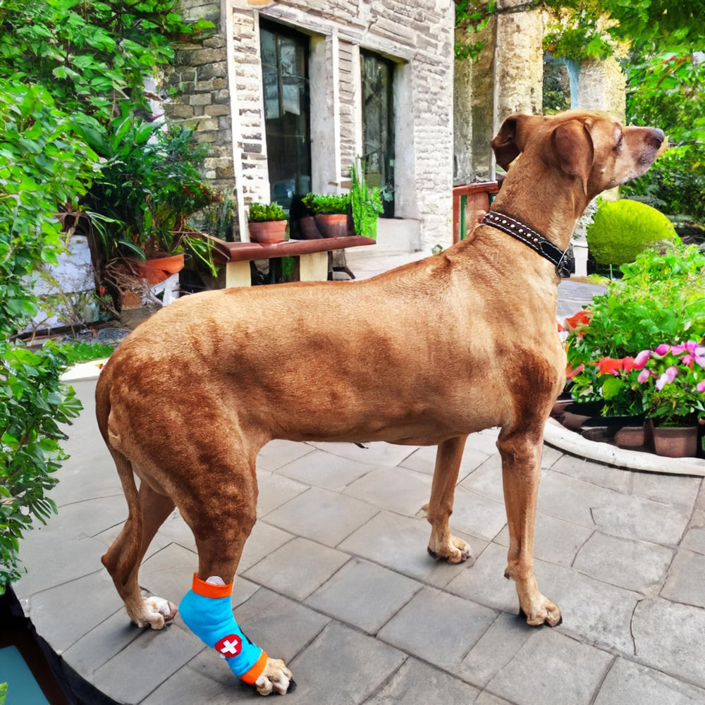 PawFlex Comfy Paws: protection des plaies et maintien du pansement