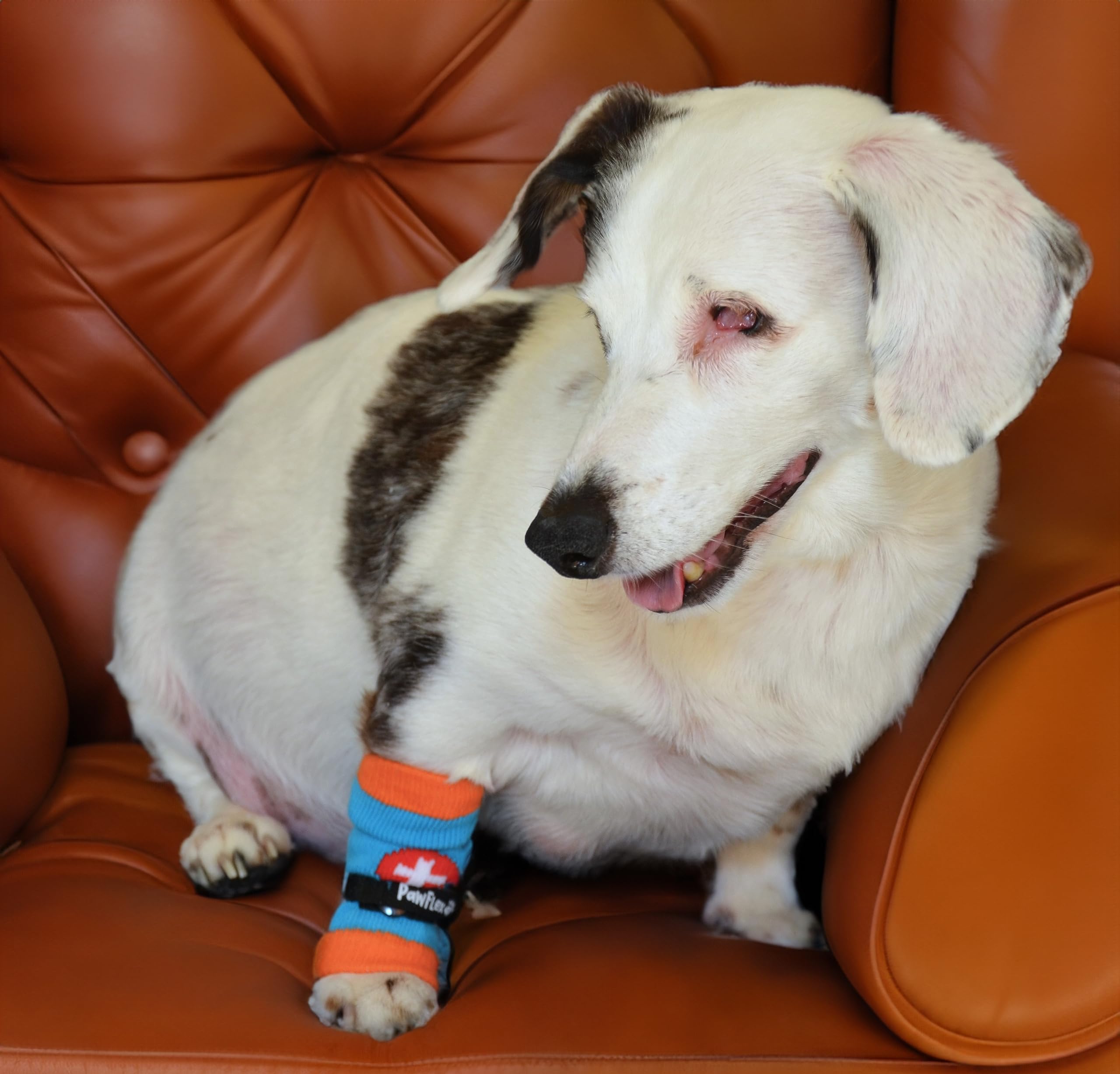PawFlex Comfy Pawz sans adhésif, pas d’arrachement de poil