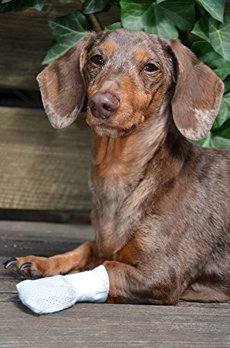 PawFlex Medimitt bandage patte jetable, pratique et durable pour usage intérieur.