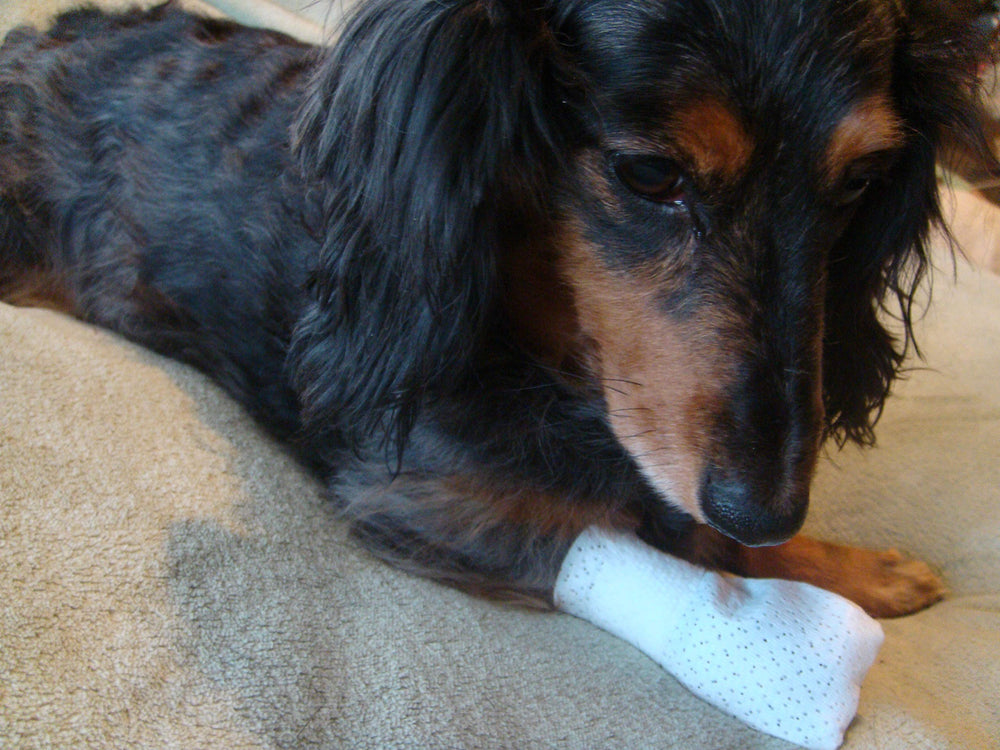 PawFlex Medimitt bandage patte réutilisable après lavage léger pour plusieurs utilisations.