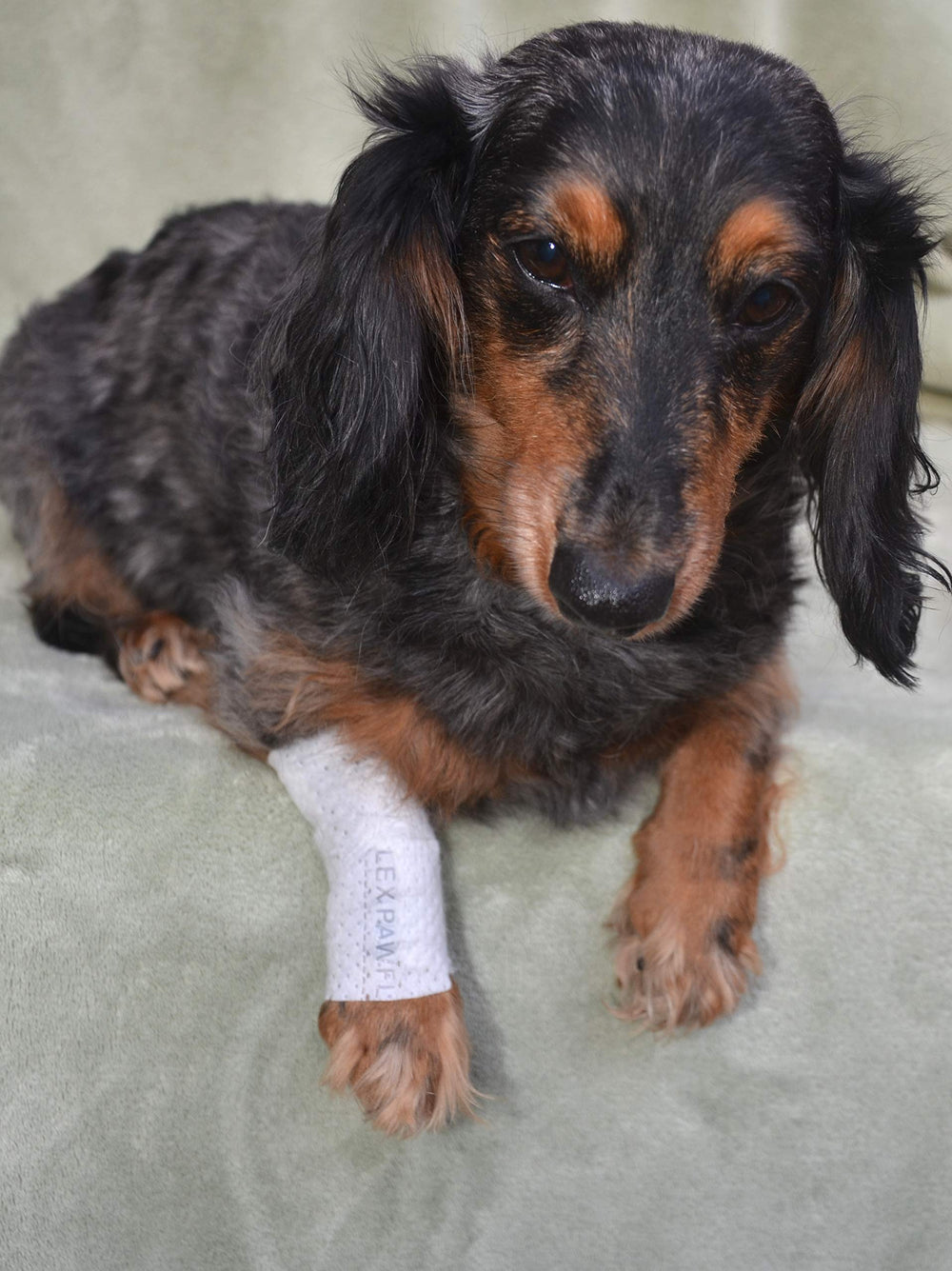 PawFlex sans adhésif évite l’arrachement des poils et la douleur.