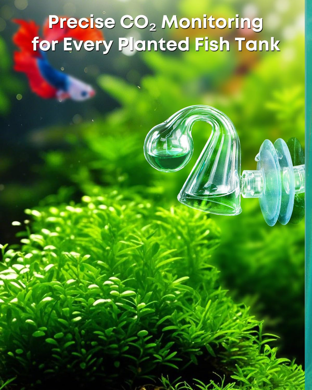 Pawfly installation paroi aquarium CO2: montage simple et propre.