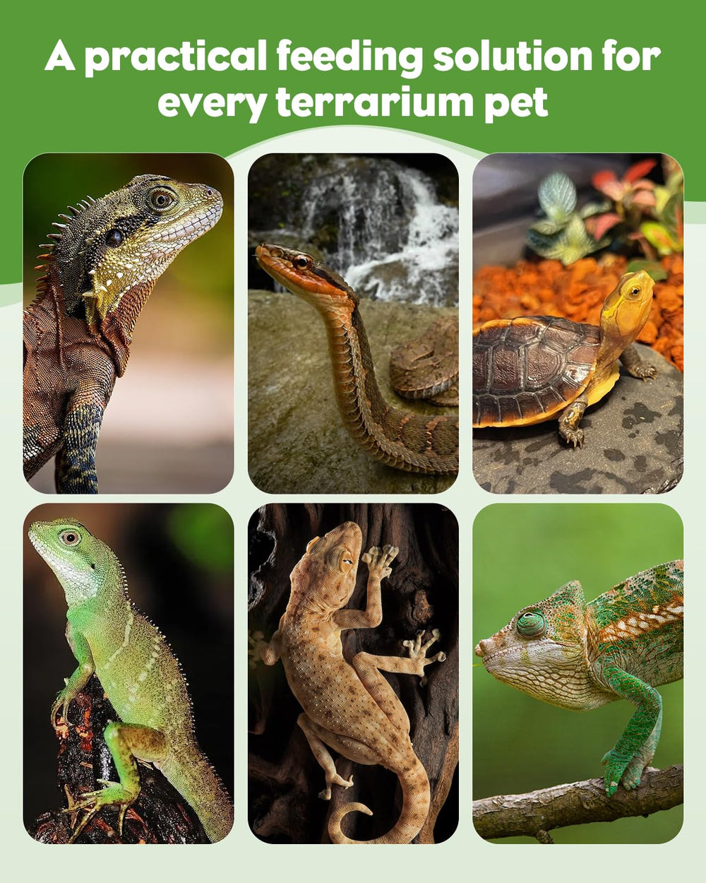 Pawfly pinces-alimentation-reptiles-differentes-especes, adaptées à plusieurs espèces.