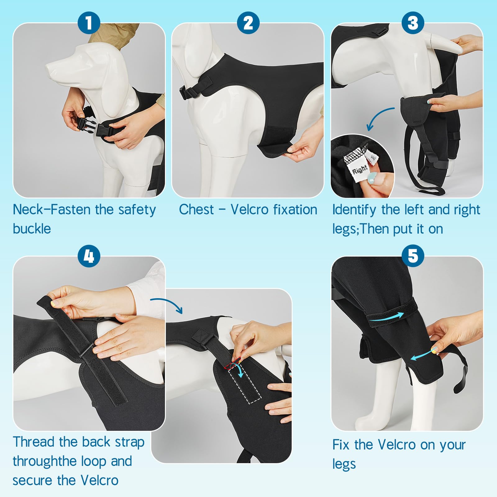 Pawfun guide tailles aide à mesurer correctement pour un bon ajustement.