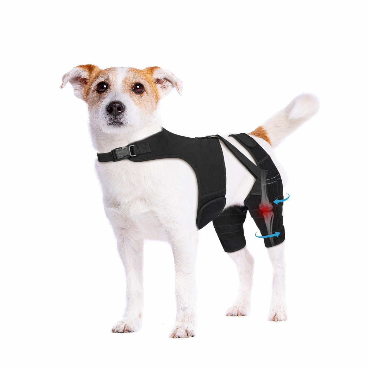 Pawfun orthèse genou chien arrière vue, soutien stable pour la mobilité quotidienne.