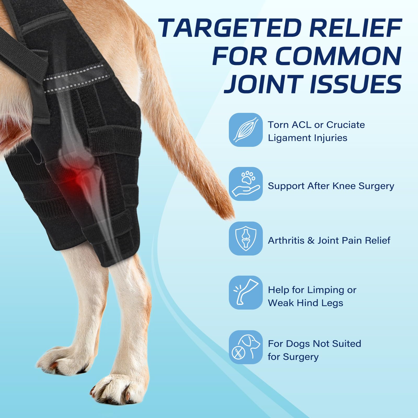 Pawfun orthèse genou chien hanche stabilite, posture équilibrée lors des promenades.