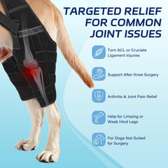 Pawfun orthèse genou chien hanche stabilite, posture équilibrée lors des promenades.