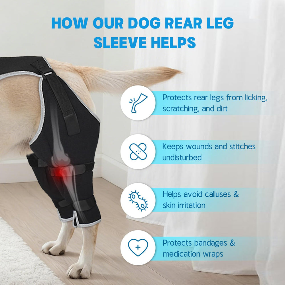 Pawfun veste intégrée pour patte arrière assure stabilité pendant marche et repos.