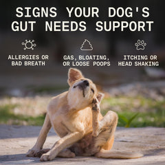 PAWGRESS cuillère-dose probiotiques chien, dosage quotidien simple pour une digestion plus stable.