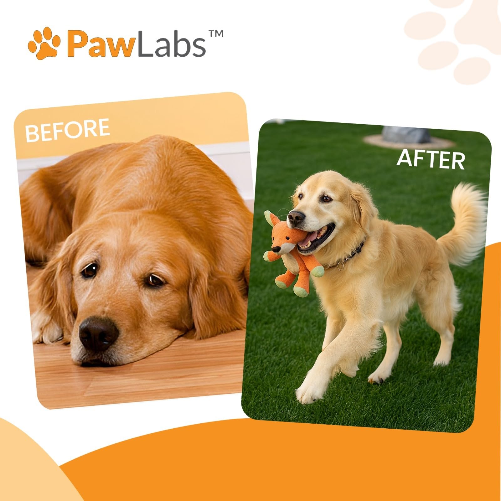 PawLabs collagene poudre chien – acide hyaluronique pour la souplesse articulaire