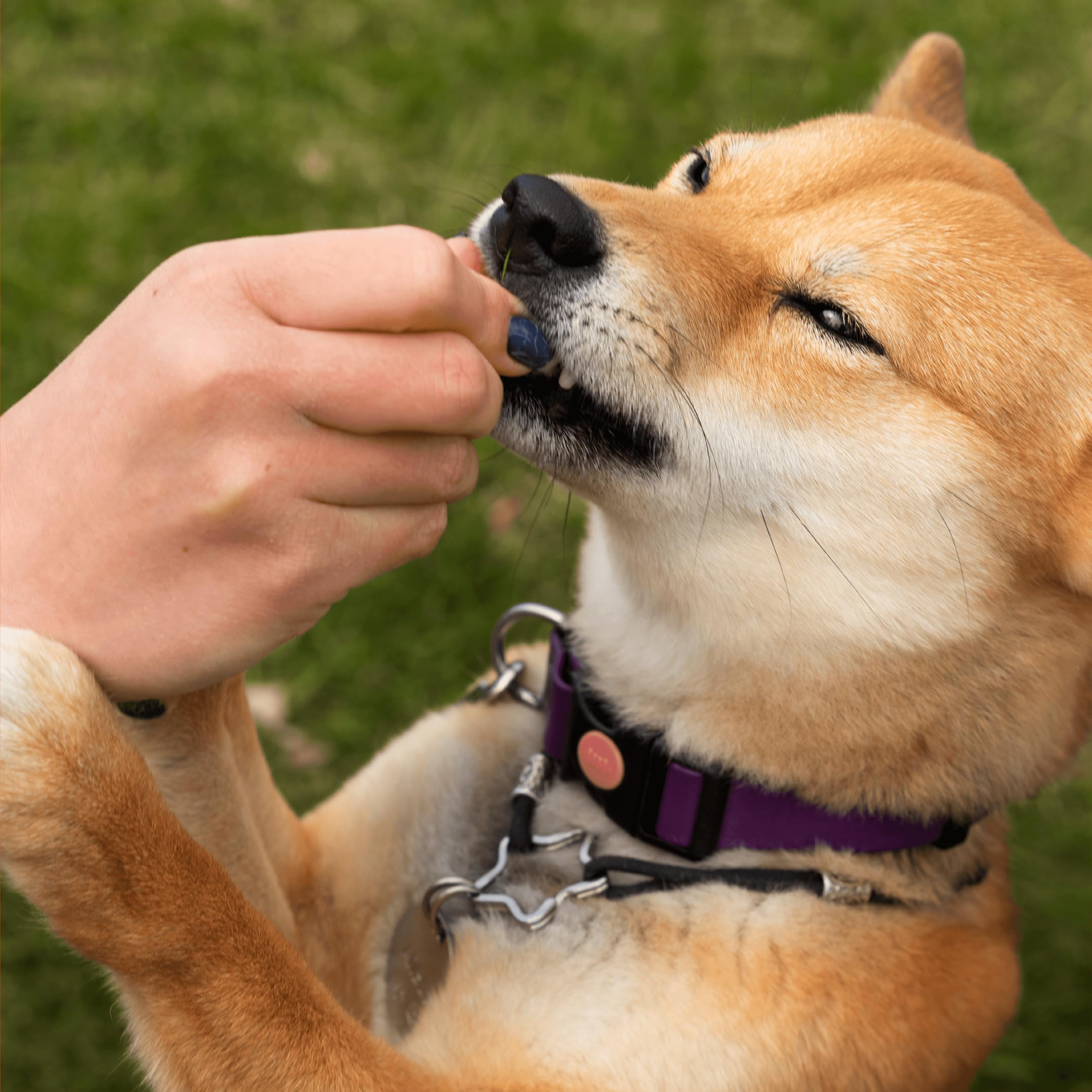 Friandises goût canard Pawlabs G-Max présentées comme récompense plaisir.