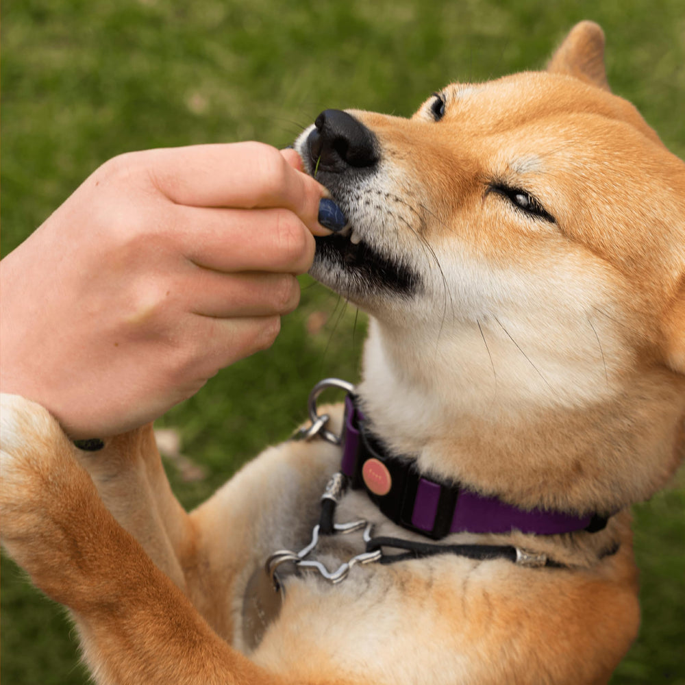 Friandises goût canard Pawlabs G-Max présentées comme récompense plaisir.