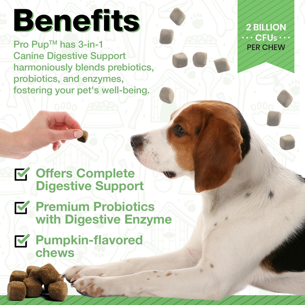 Prébiotiques et enzymes digestives pour favoriser l’équilibre intestinal du chien.
