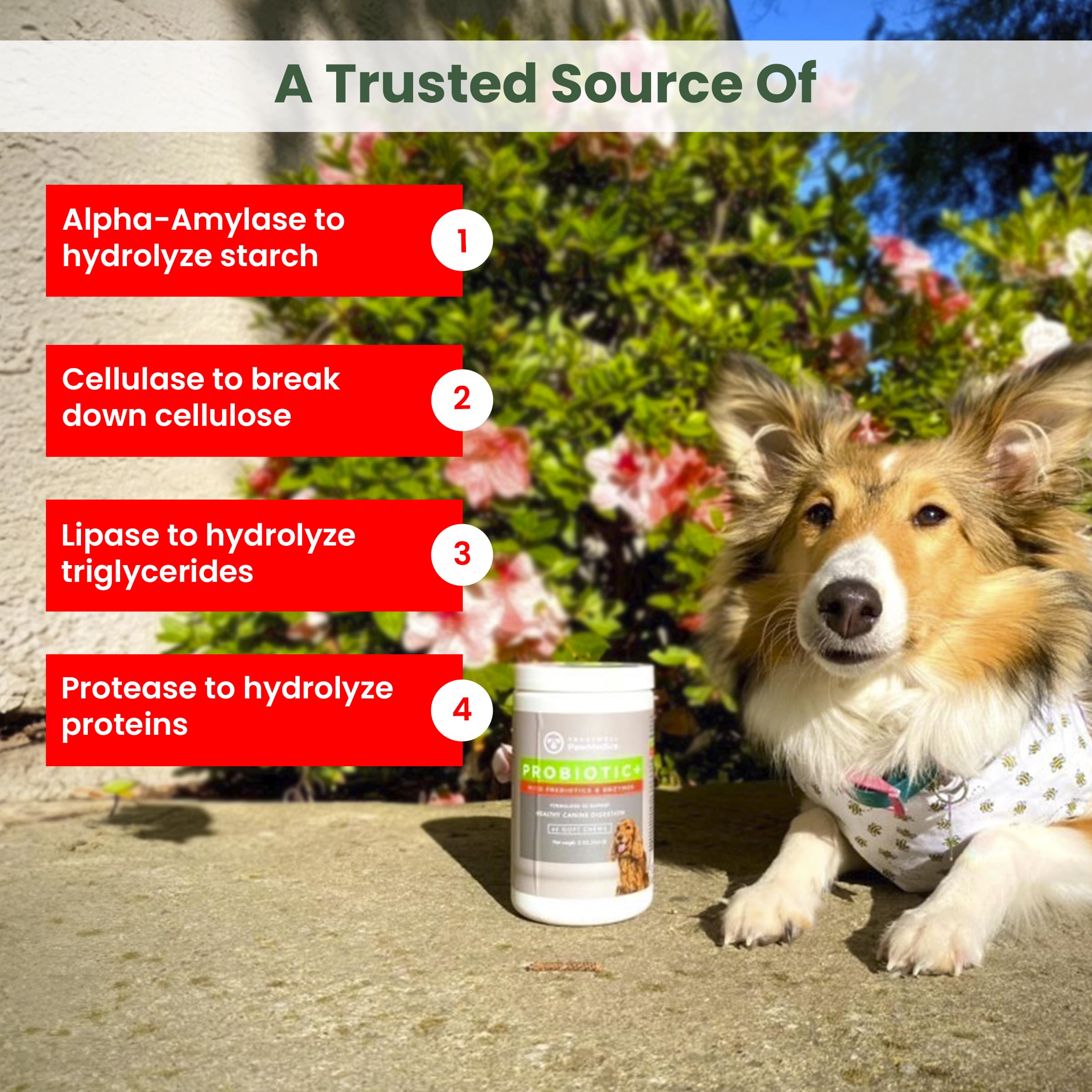PawMedica soutien digestion chien, bouchées faciles à donner.