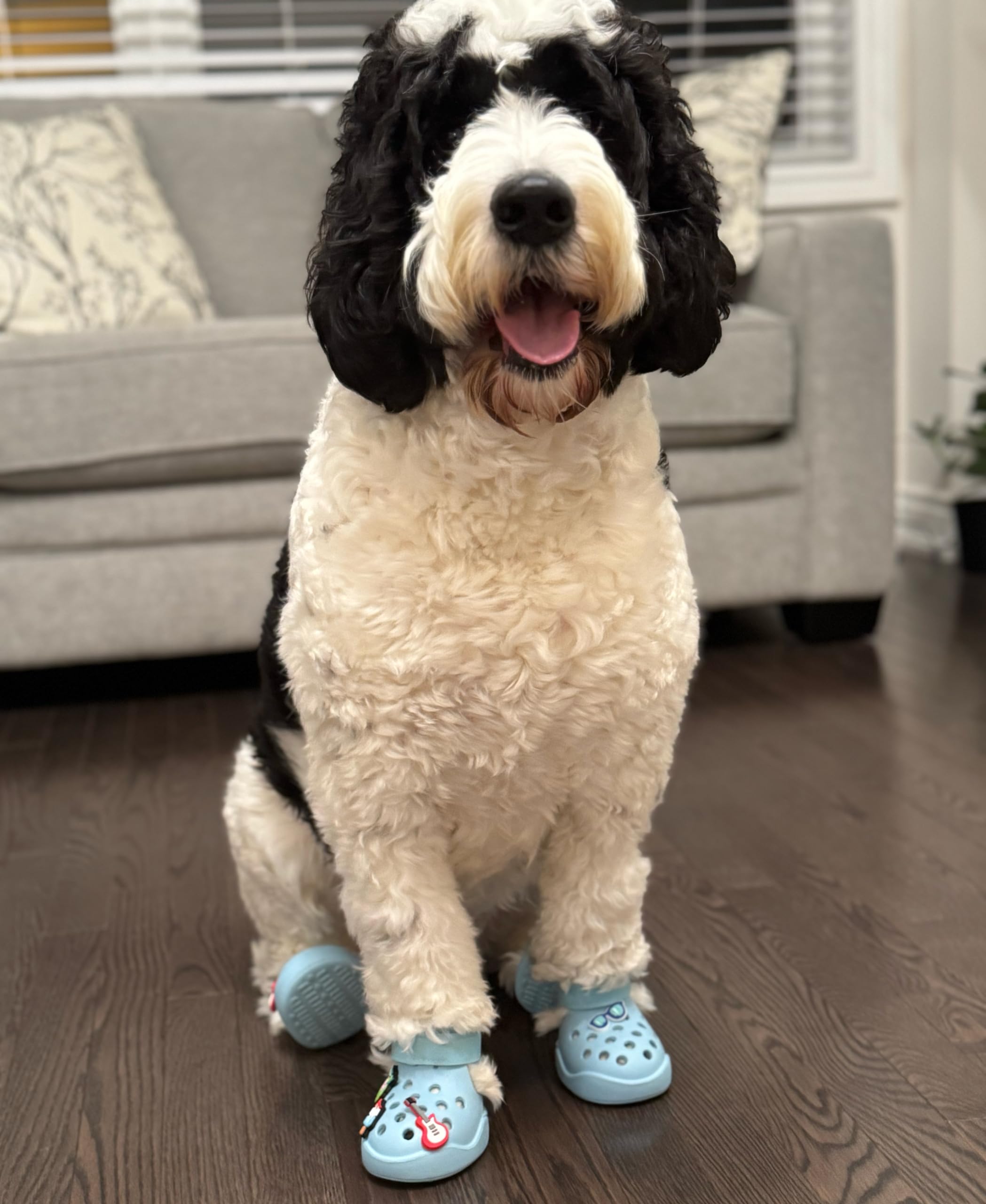 PawPosh mesure patte avec griffes pour un bon ajustement.