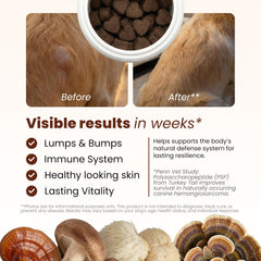 PAWPULSE FORMULA champignons fonctionnels pour chien, mélange naturel et vitalité