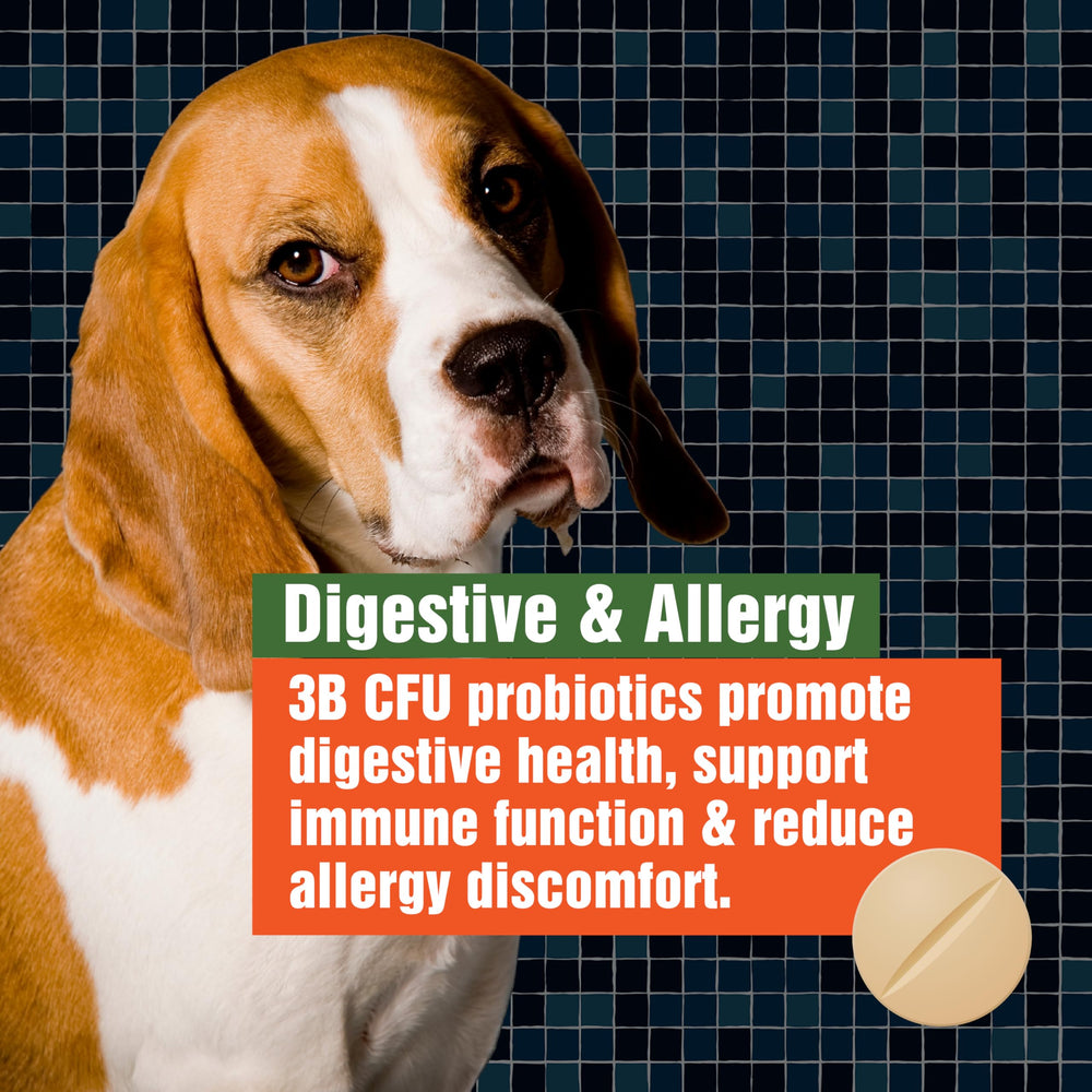 Paws A Day Probiotiques chien – soutien digestif potentiel et équilibre intestinal