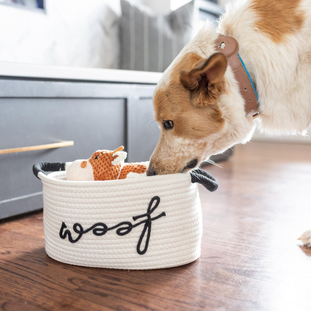 Balles jeu chiot Paws For Reaction: entraînement ludique.