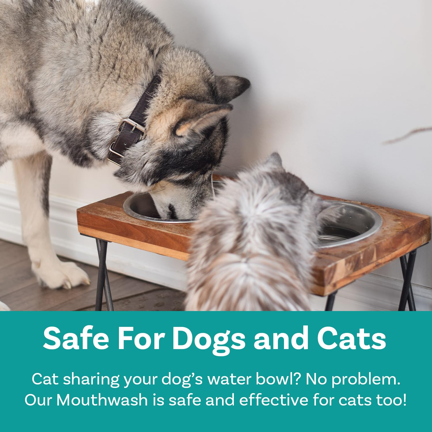 Ingrédients naturels PawSafe – formule douce pour l'hygiène dentaire