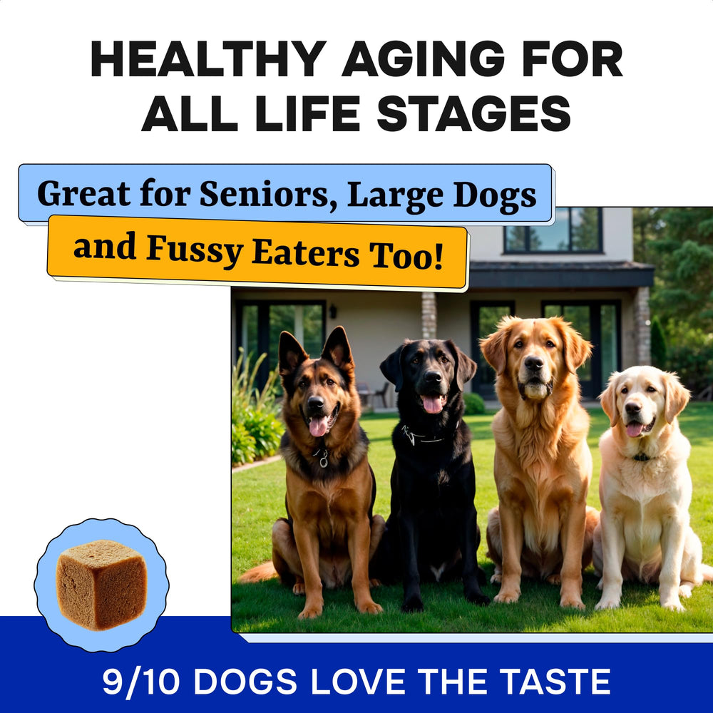 Calcium et vitamine E Pawsential pour ossature et peau