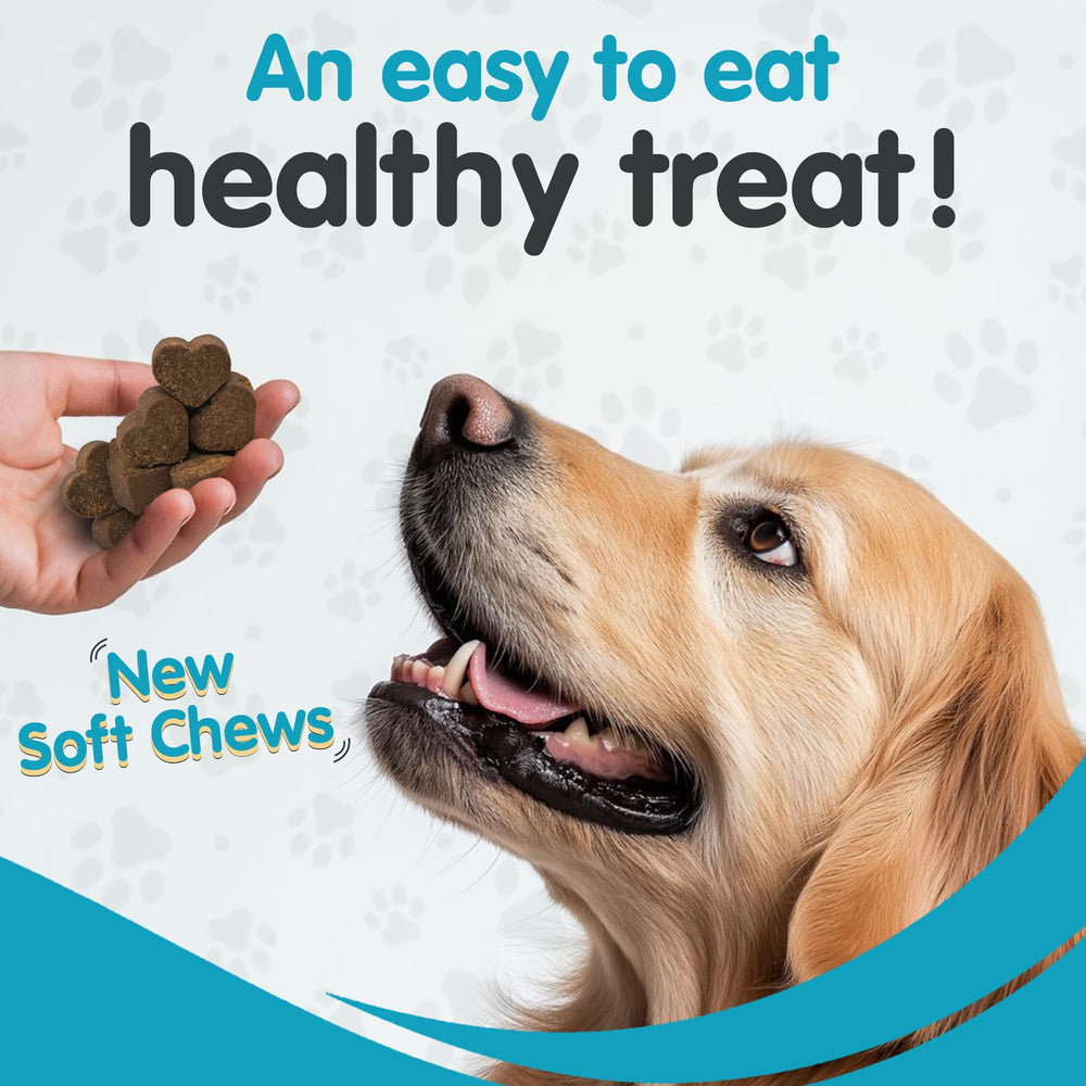 Utilisation quotidienne avec Pawsitive Same100, routine de bien-être pour chien.