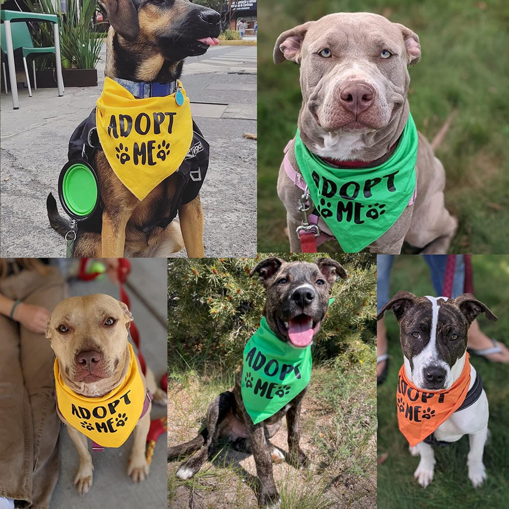 Bandana Pawskido pour chien de taille moyenne lors des promenades.