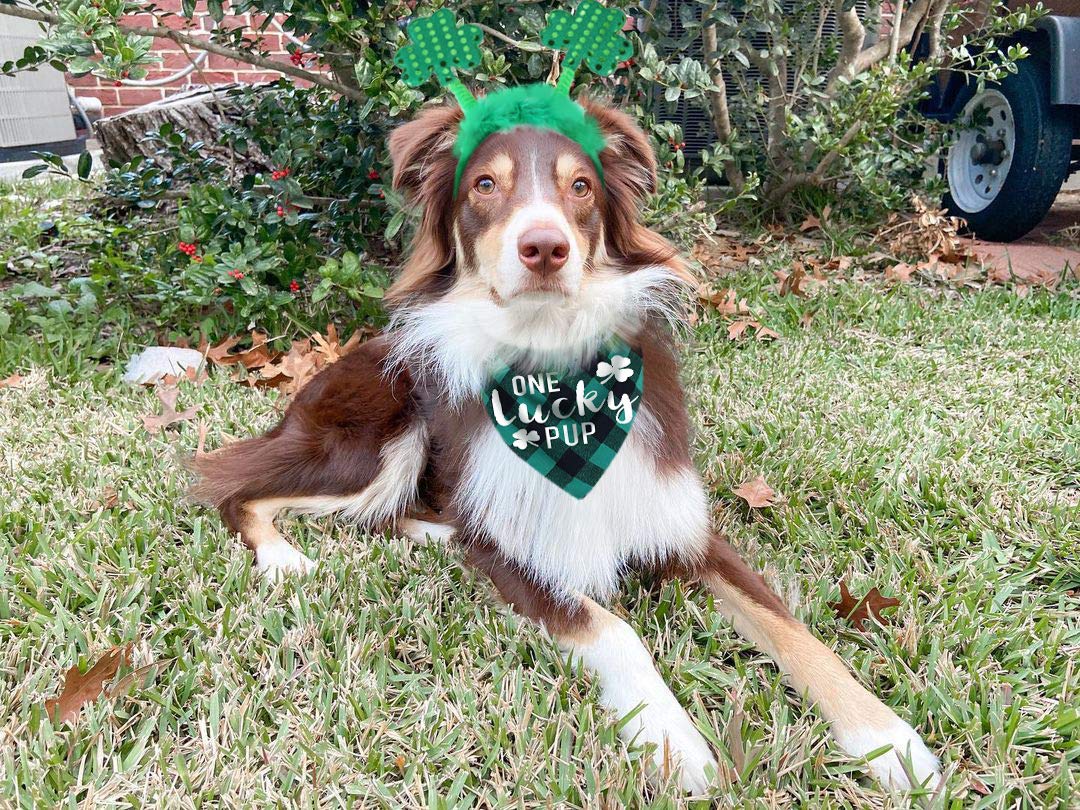 Pawskido chien portant le costume Saint-Patrick pour un look adorable.
