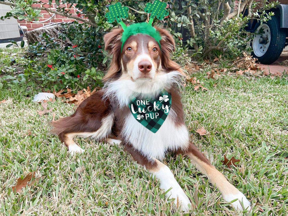 Pawskido chien portant le costume Saint-Patrick pour un look adorable.