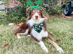 Pawskido chien portant le costume Saint-Patrick pour un look adorable.