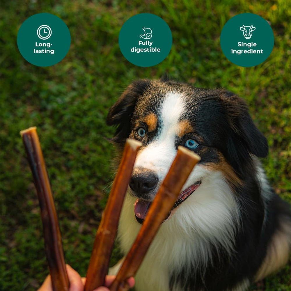 Pawsome Ranch Bully Sticks ingrédients uniques, snack naturel sans additifs.
