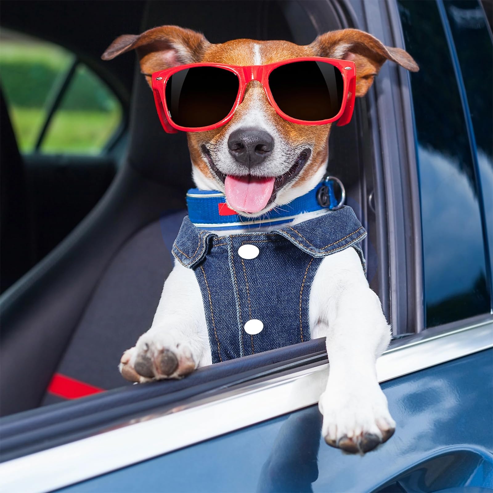 Pawstrip Veste Denim Chien Confort et Mouvement pour petits chiens.