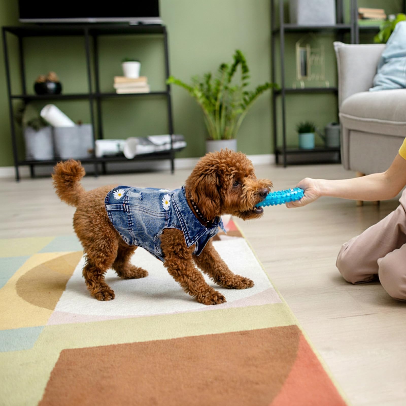 Pawstrip veste jean fermeture boutons daisy : pratique pour petites races.