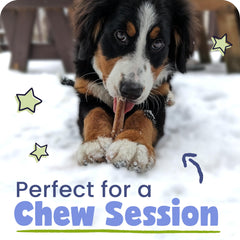 Pawstruck dentition naturelle 7 pouces, gencives et arôme naturels.