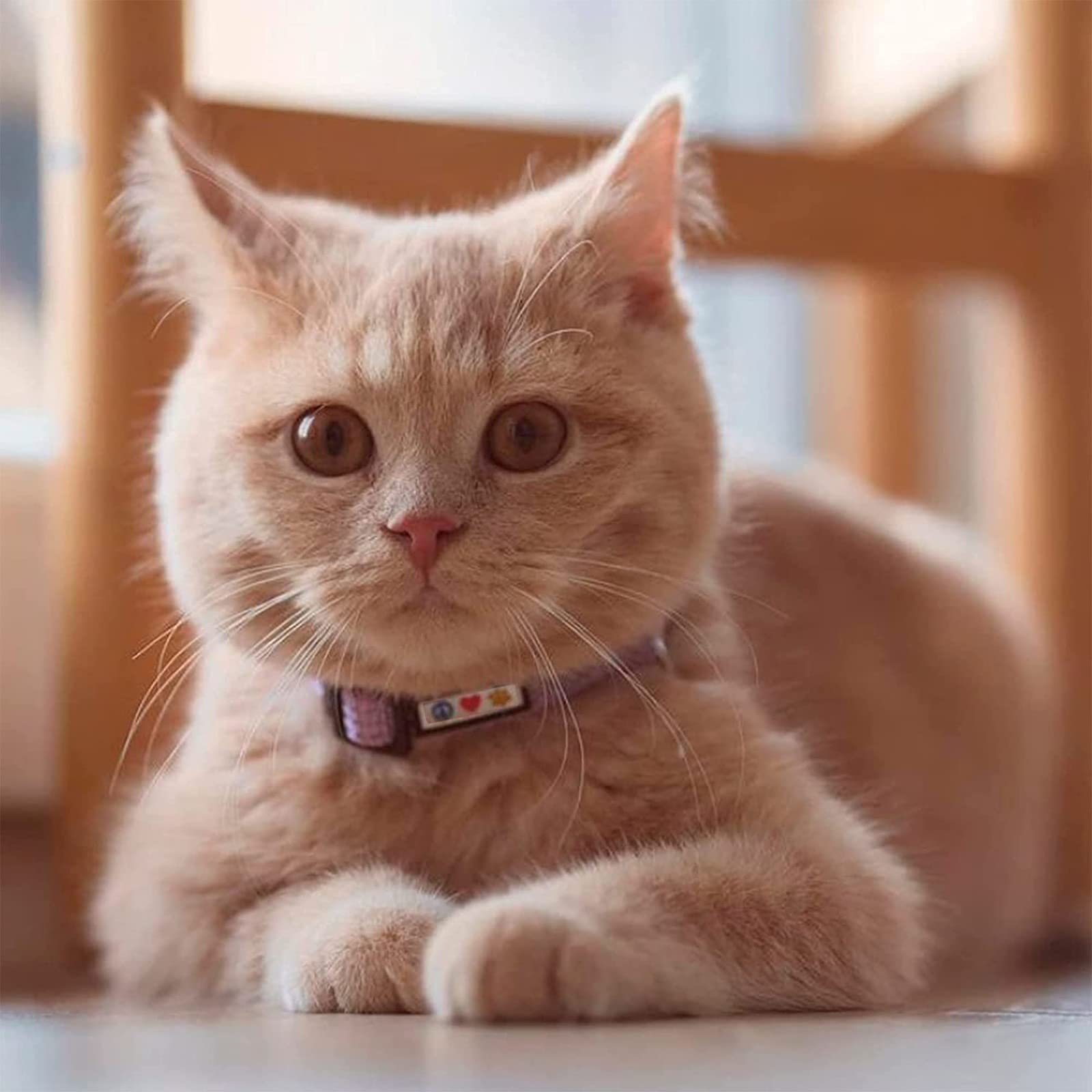 Pawtitas collier chat reflectif bleu en nylon résistant et durable