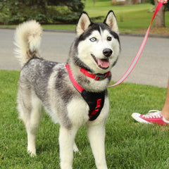 Harnais rembourré Pawtitas pour chien Orchid, confort doux pendant les promenades