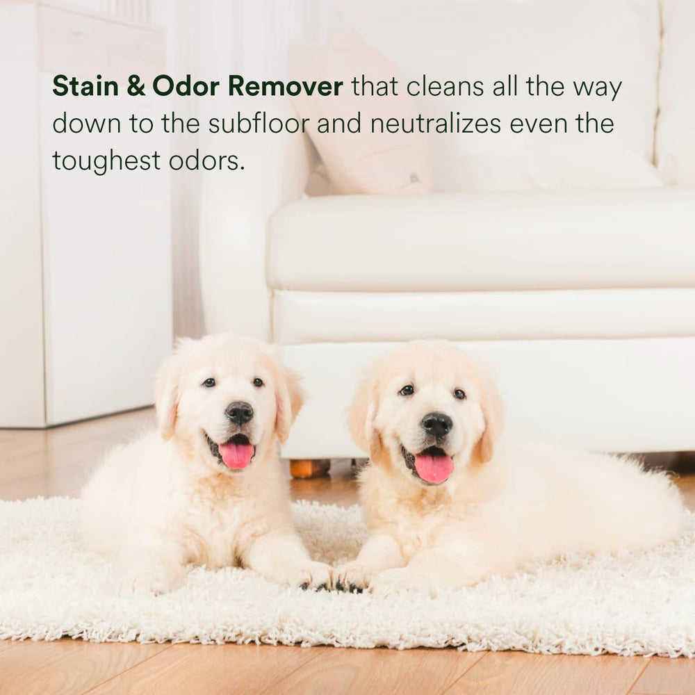 PawTree Urine Eliminator - démonstration sur tapis et meubles.