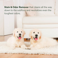 PawTree Urine Eliminator - démonstration sur tapis et meubles.