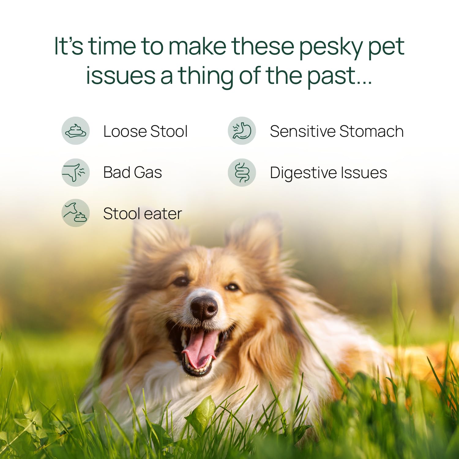 pawTree Gastro Pro Plus — ingrédients digestifs clés pour favoriser une fonction intestinale équilibrée.