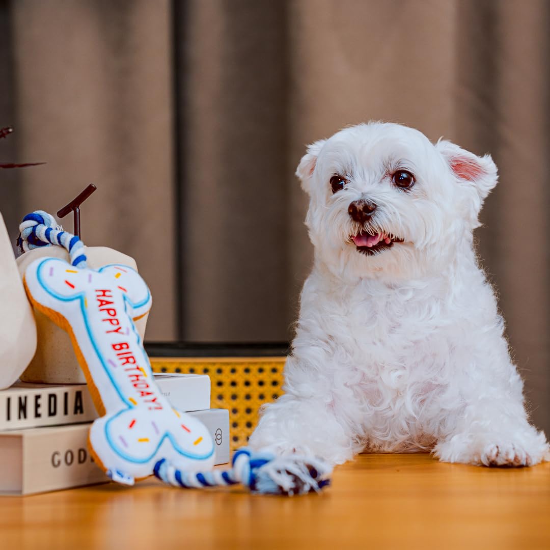 PAWTY Cadeau idéal pour photos et vidéos souvenirs de fête.