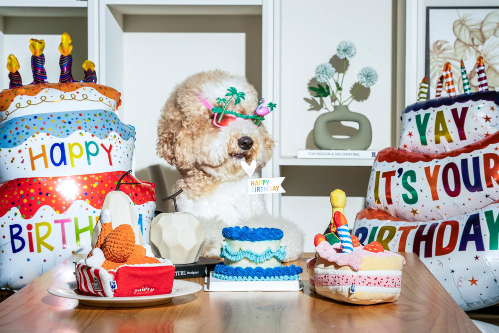 Taille parfaite Pawty petit chien, adaptée aux chiens de petite et moyenne taille.