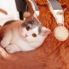 PAWZ Road tunnel diamètre 12 pouces offre espace supplémentaire pour grands chats.