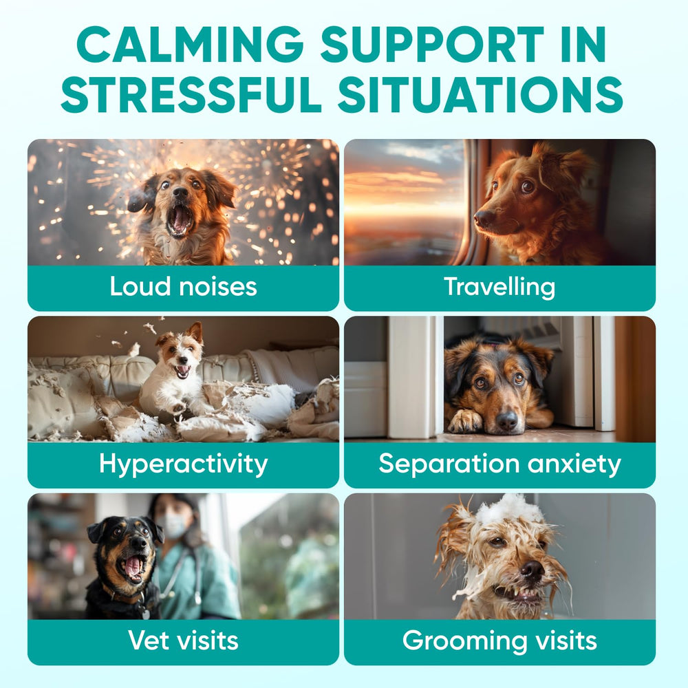 Ingrédients naturels Pawzitive Pets, friandises apaisantes pour chiens avec huile de chanvre.