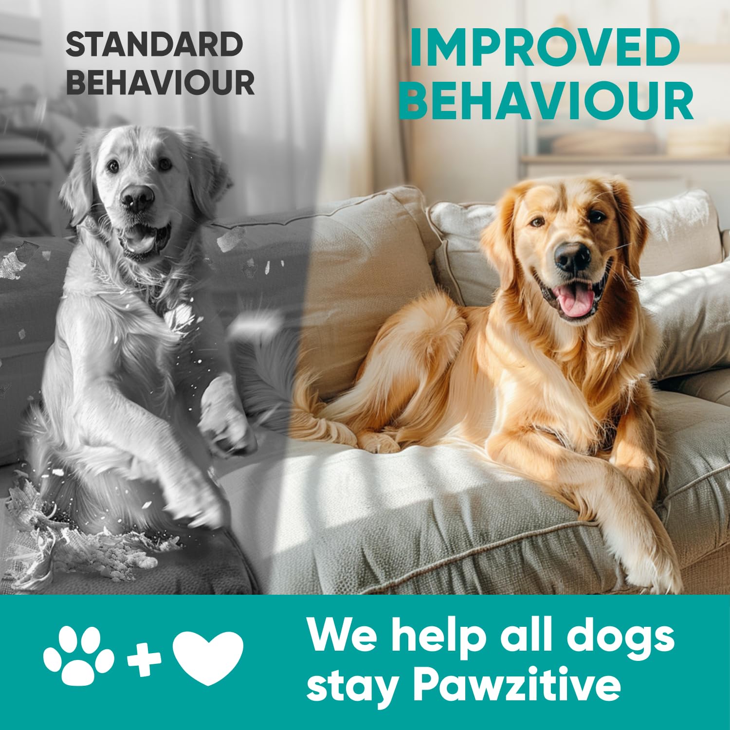 Ingrédients naturels Pawzitive Pets pour le bien-être quotidien des chiens.