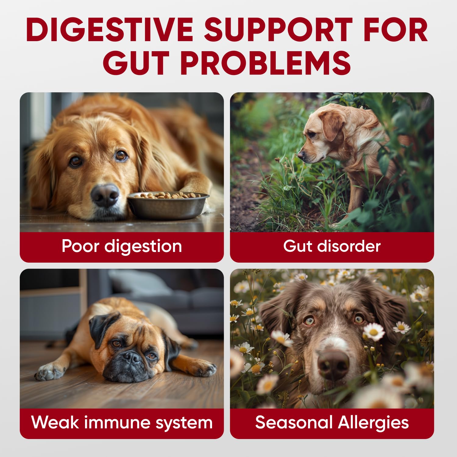 Pawzitive Pets Probiotiques – enzymes digestives favorisant l’absorption des nutriments.