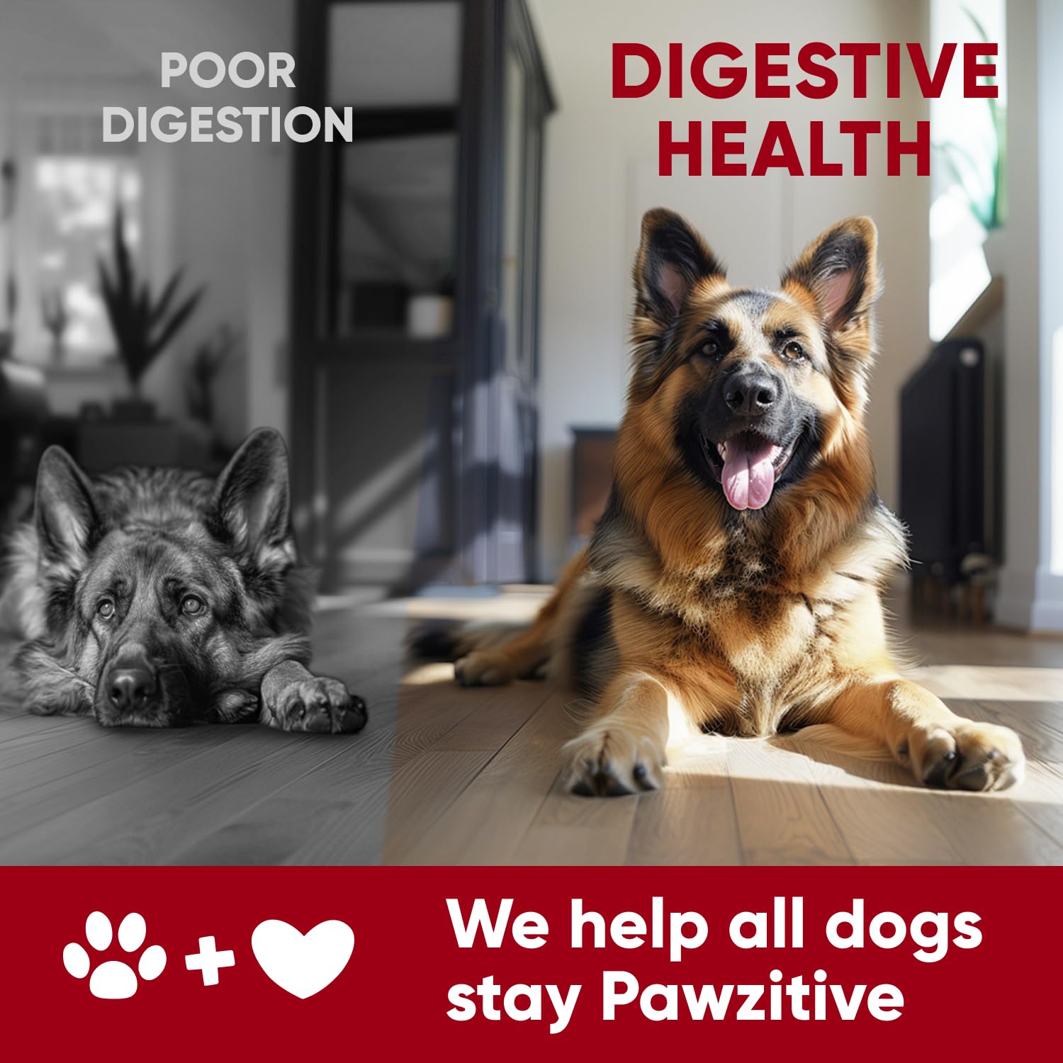 Pawzitive Pets Probiotiques – fabriqué aux États‑Unis, qualité vétérinaire.