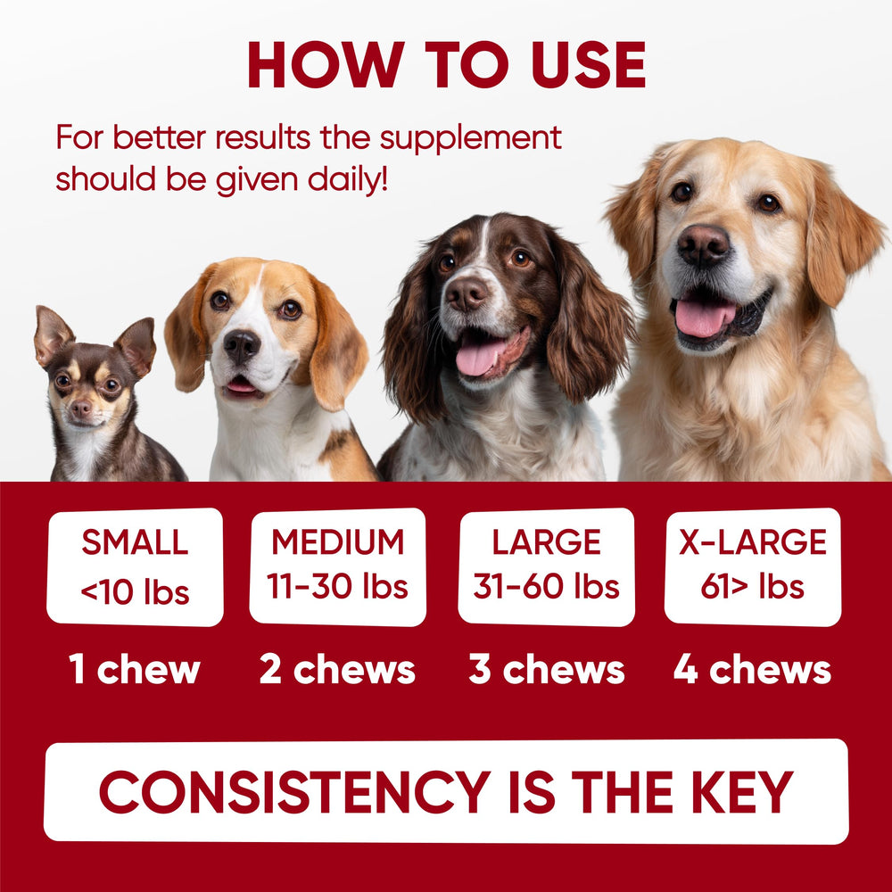 Pawzitive Pets Probiotiques – santé digestive globale et confort quotidien.