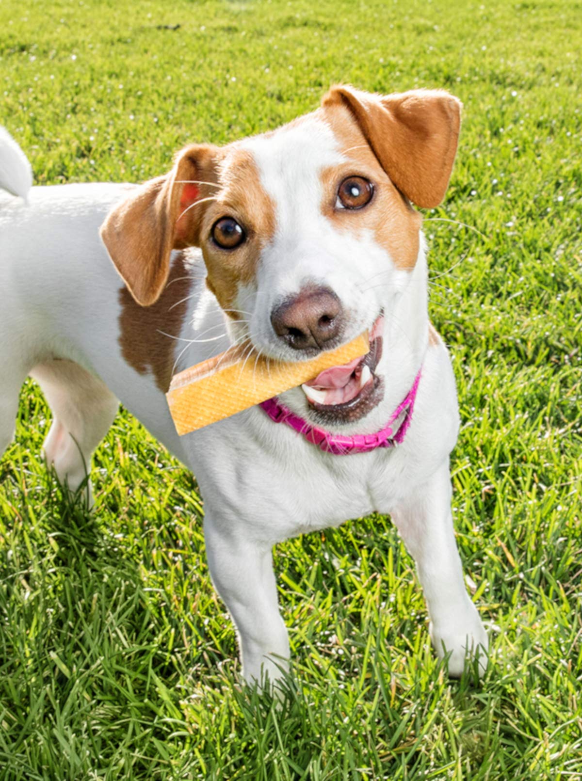 Friandise PeaksNpaws fromage yak durable pour mâcheurs agressifs et sessions prolongées.