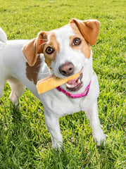 Friandise PeaksNpaws fromage yak durable pour mâcheurs agressifs et sessions prolongées.