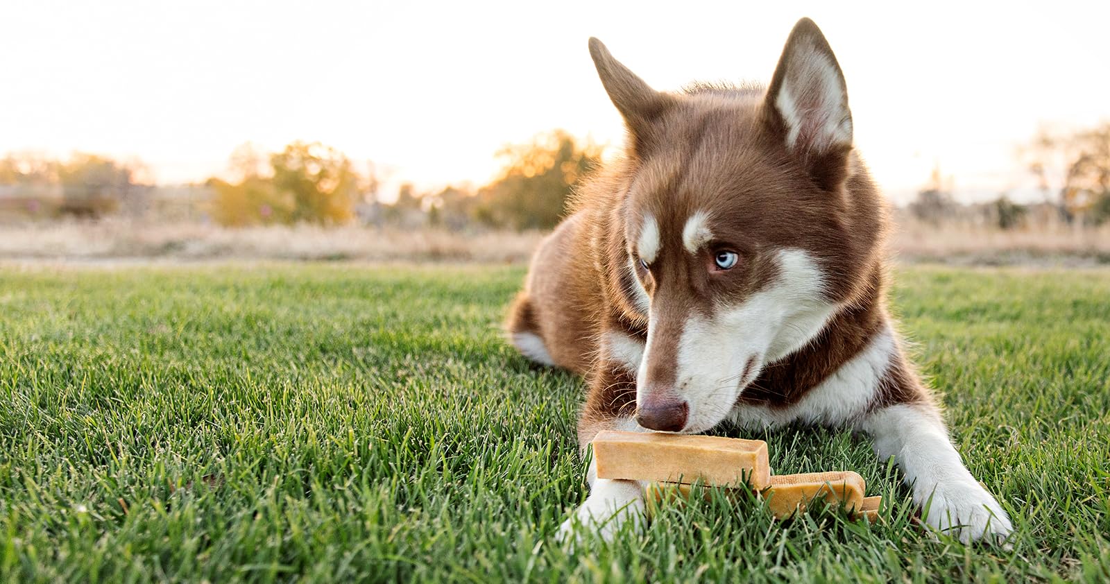 Idéal pour grands chiens et mâcheurs agressifs avec PeaksNpaws.